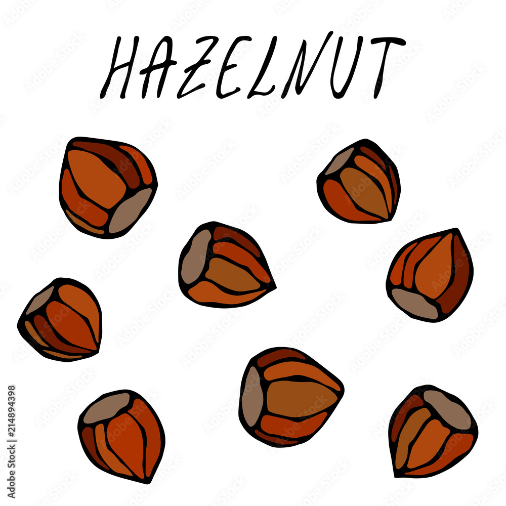 Whole Unpeeled Hazelnuts in Shell. Healthy Snack. Autumn or Fall Harvest Collection. Realistic Hand Drawn High Quality Vector Illustration. Doodle Style.