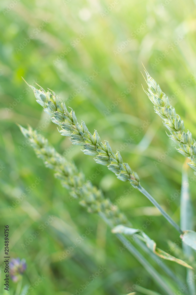 wheat grain of wheat