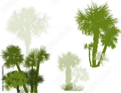 large and small green palm trees groups on white