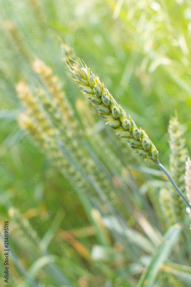 wheat grain of wheat