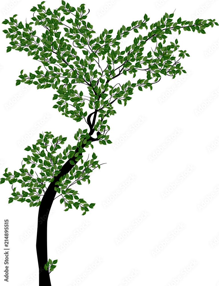 Obraz premium young green isolated tree illustration