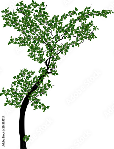 young green isolated tree illustration