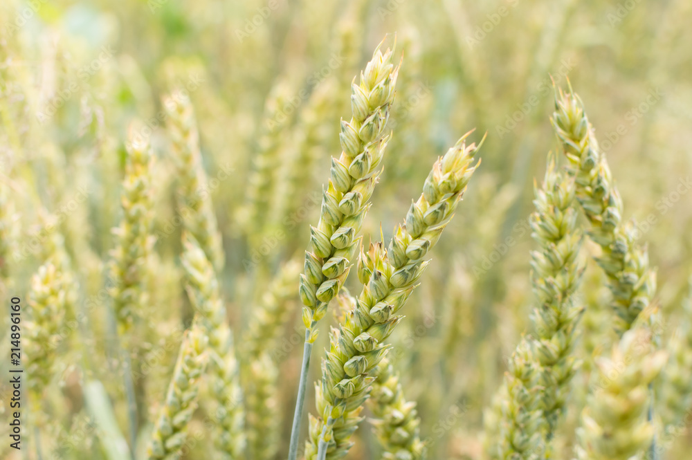 wheat grain of wheat wheat grain of wheat