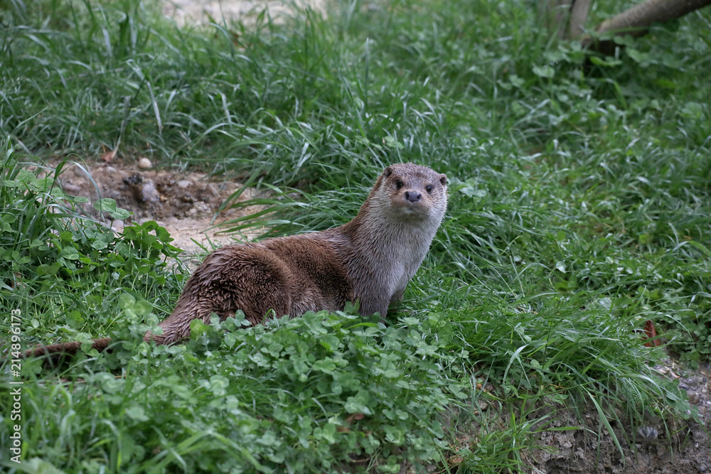 Fototapeta premium Fischotter (Lutra lutra) auf Nahrungssuche