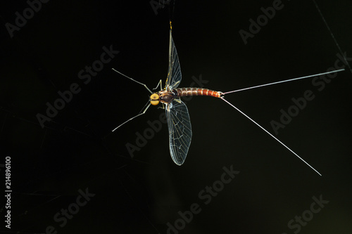 Eintagsfliegen (Ephemeroptera) im Flug photo