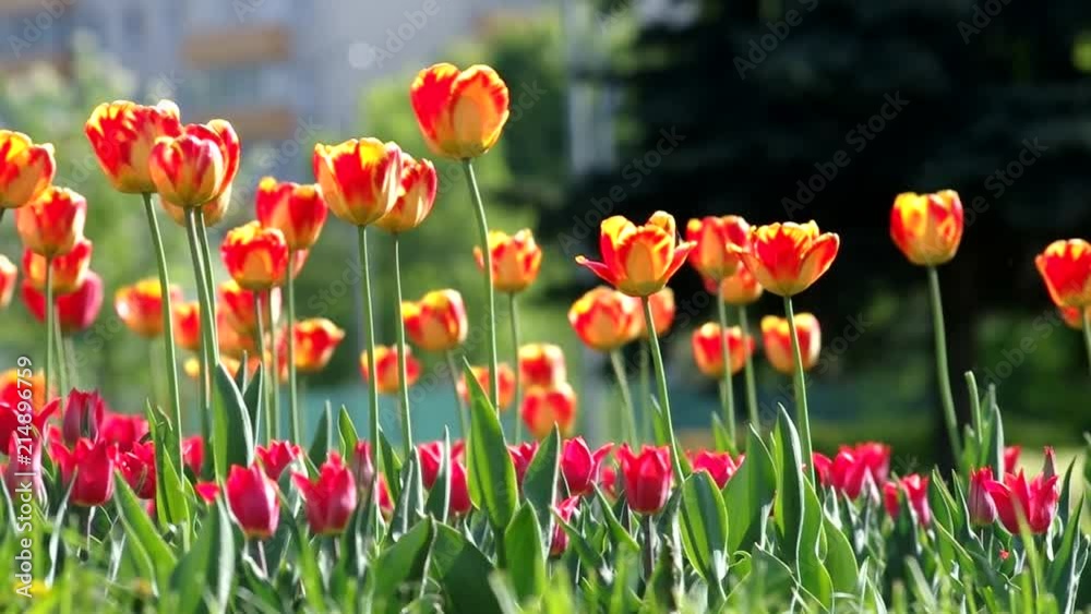 Red Flowers Red Flowers