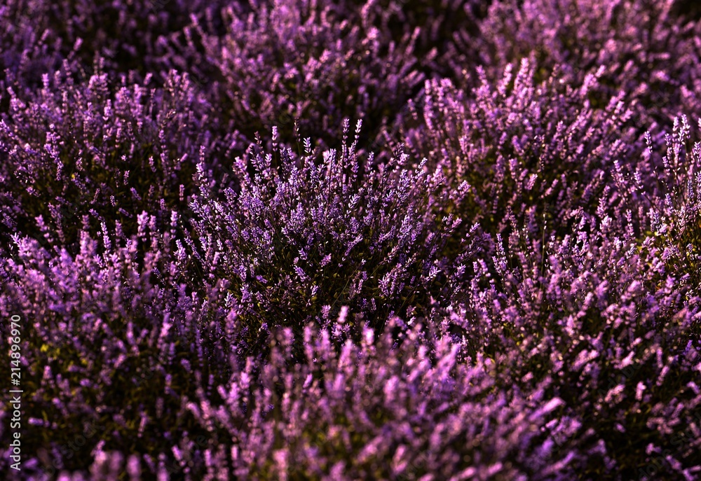 Obraz premium Close-up on a lavender field at sunset