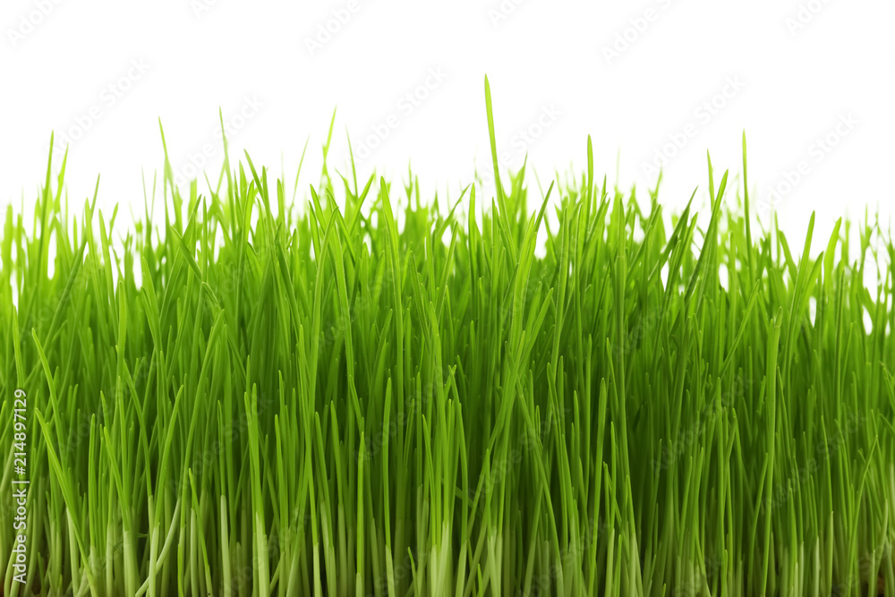 Sprouted wheat grass on white background, closeup Sprouted wheat grass on white background, closeup