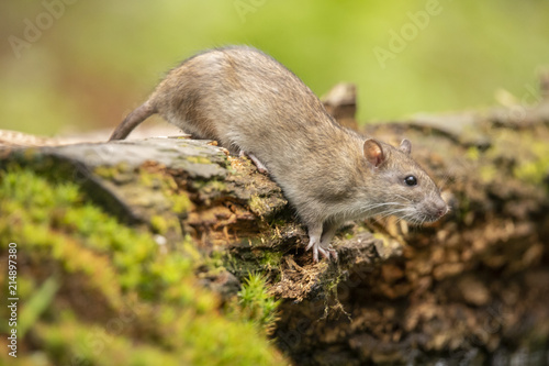 Rat, brown rat