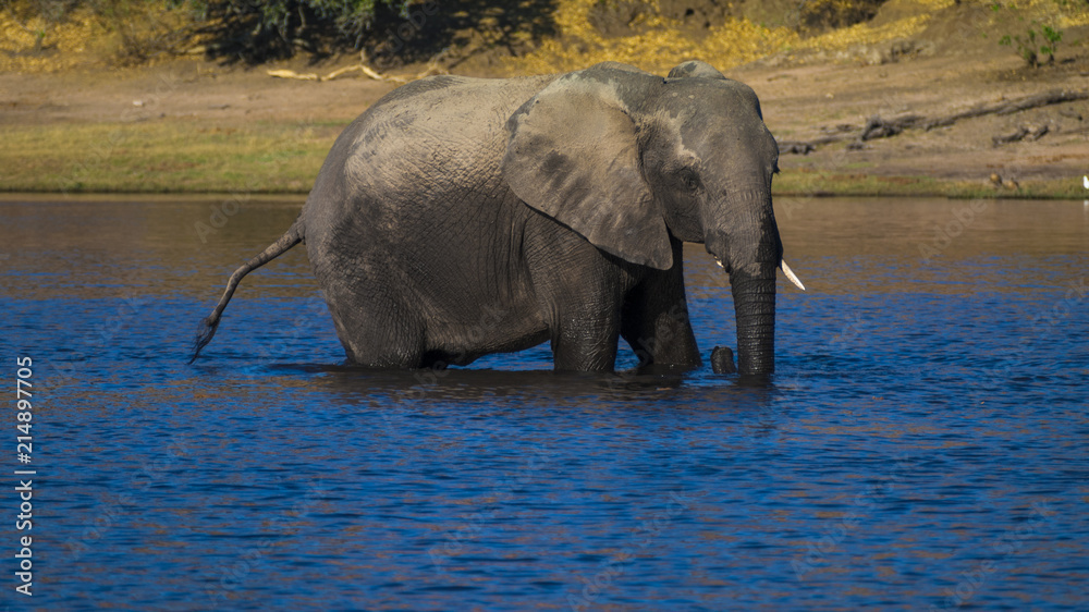 Elephant in the river Okavango delta in Botswana, Africa