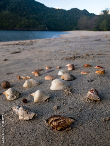 Seashell on sandy beach travel concept 