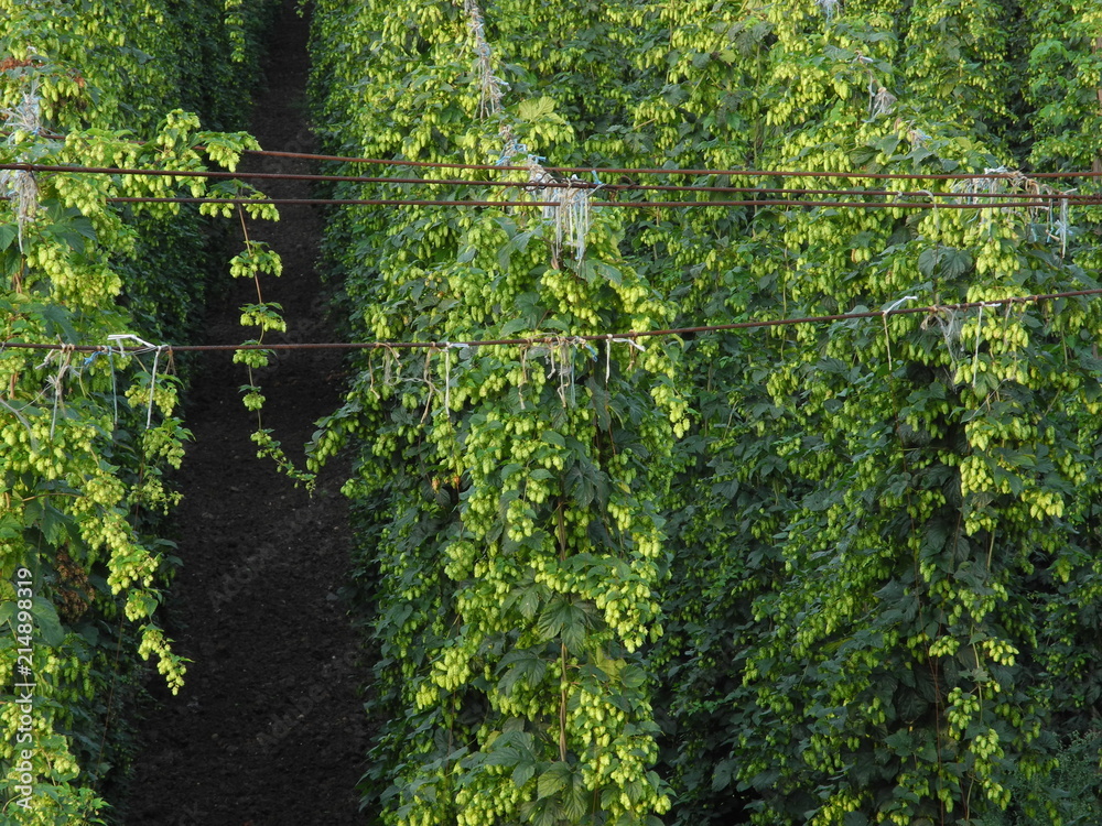 Hop field near Zatec town in Czech Republic. Hop field near Zatec town in Czech Republic.
