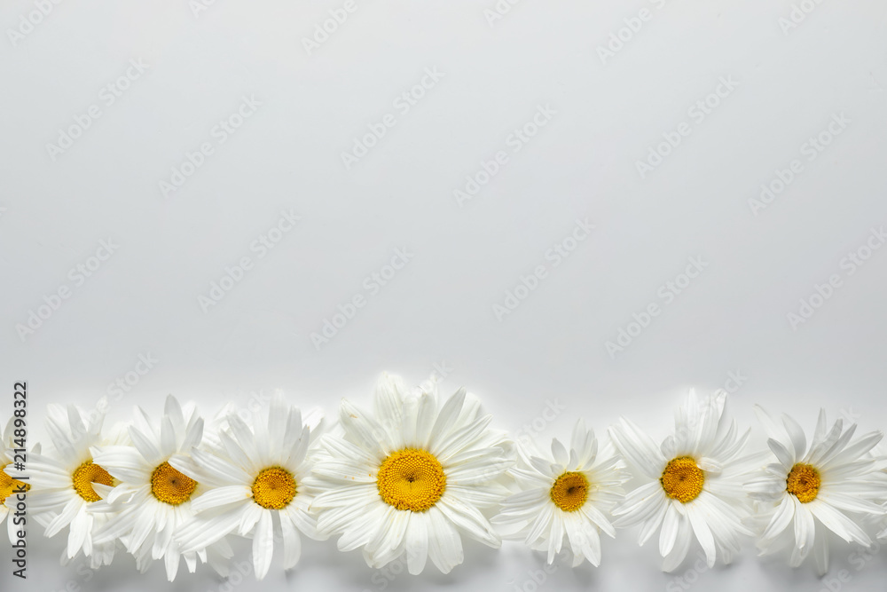Fototapeta premium Beautiful camomile flowers on white background