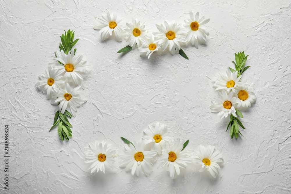 Obraz premium Frame made of beautiful camomile flowers on white background