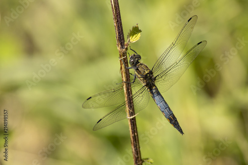 Dragonfly  Odonata