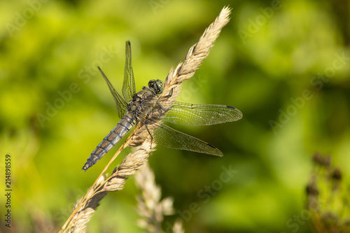 Dragonfly, Odonata