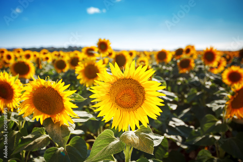 Beautiful field of sunflowers. Rural landscapes under bright sunlight. Background of ripening sunflower. Rich harvest.