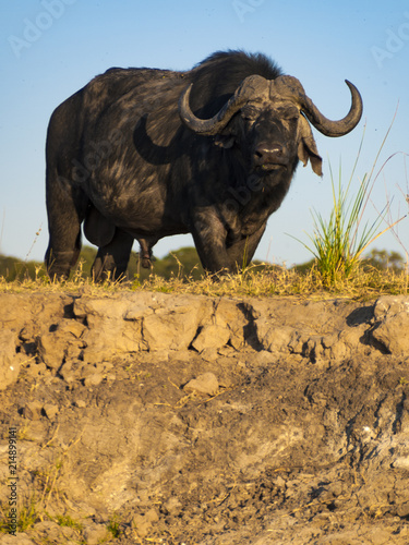 Buffalo in Chobe Natural Park in Botswana  Africa