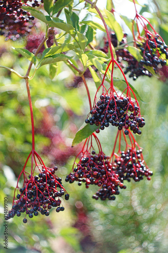 blue elder with elderberries