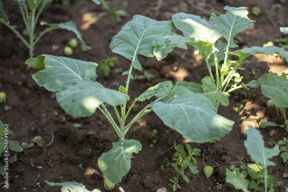 Fototapeta premium Bahçede yetişen sebze ve meyveler