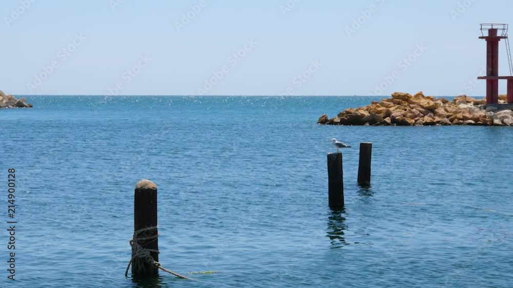 Beautiful view with seagull sitting on wooden piles in sea Beautiful view with seagull sitting on wooden piles in sea