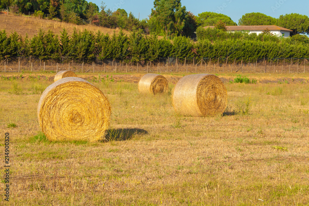 Hay bales rural landscape scene in summer.