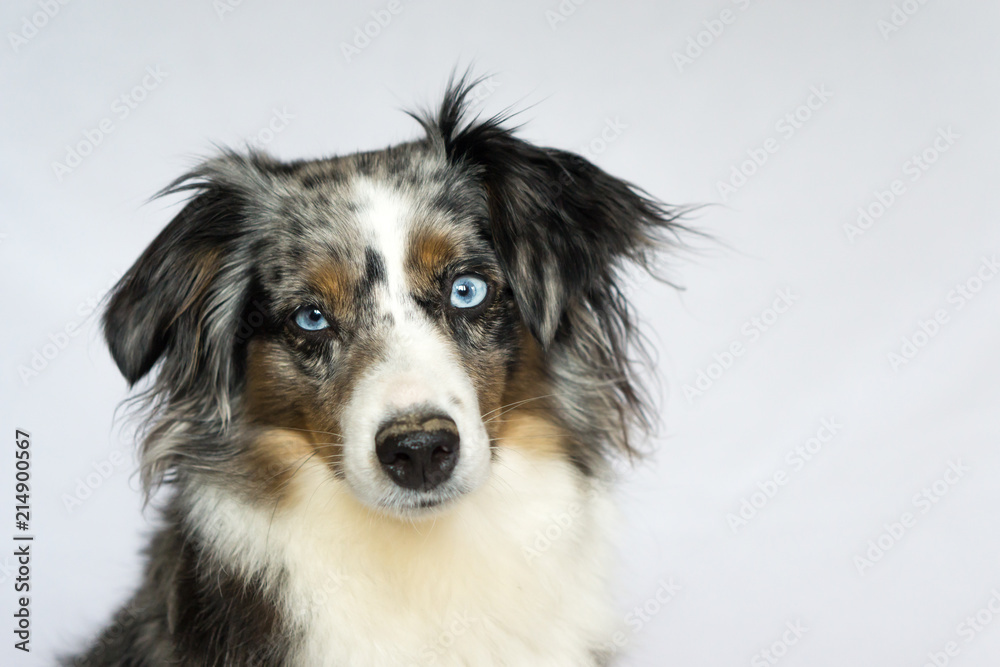 Fototapeta premium Mili the Miniature Australian Shepherd, Stunning Blue Eyes, Portrait
