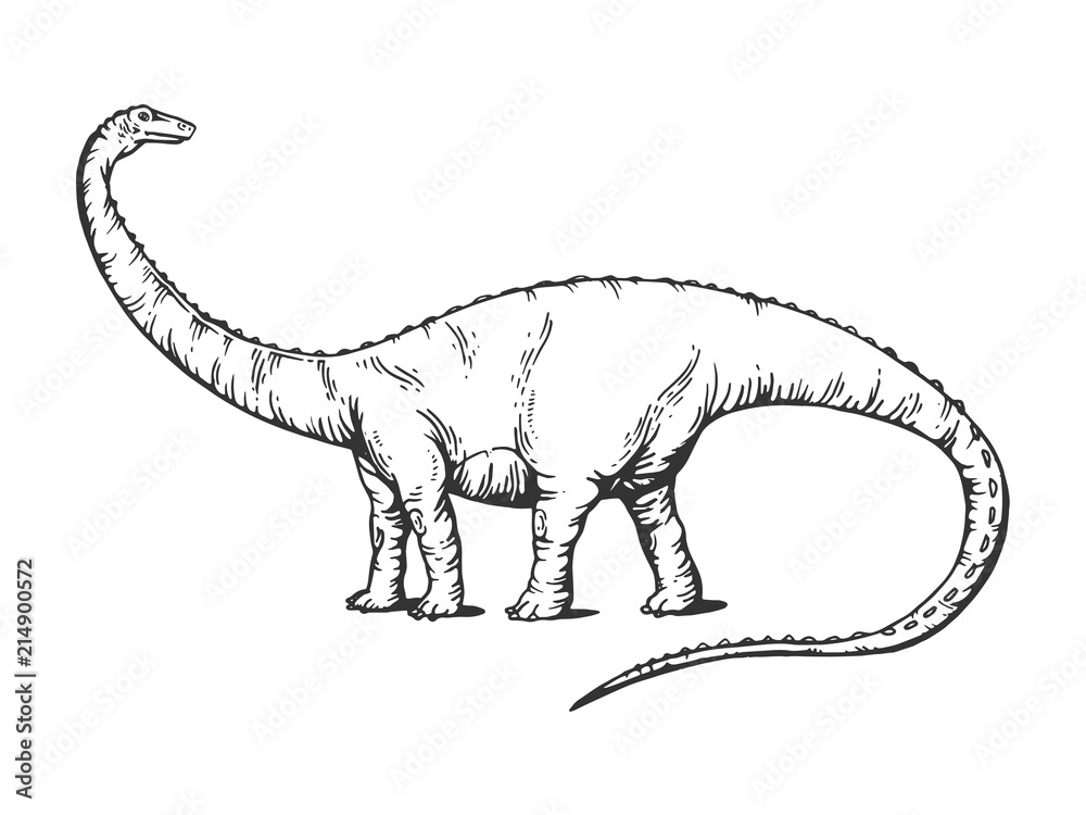 Fototapeta Grawerowanie dinozaura Diplodocus ilustracji wektorowych