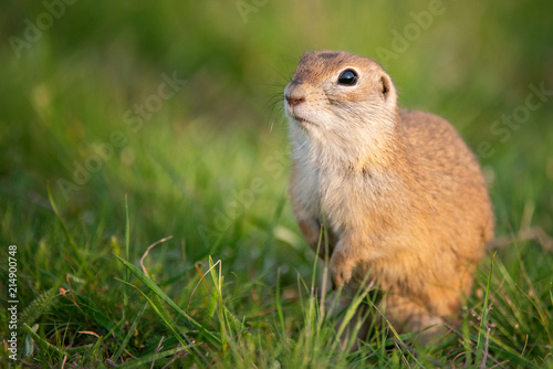 Ground squirrel (Spermophilus pygmaeus) standing in the grass