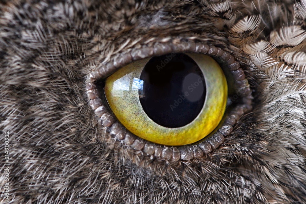 Owl eye close-up, macro photo, eye of the European scops owl (Otus scops) - obrazy, fototapety, plakaty 