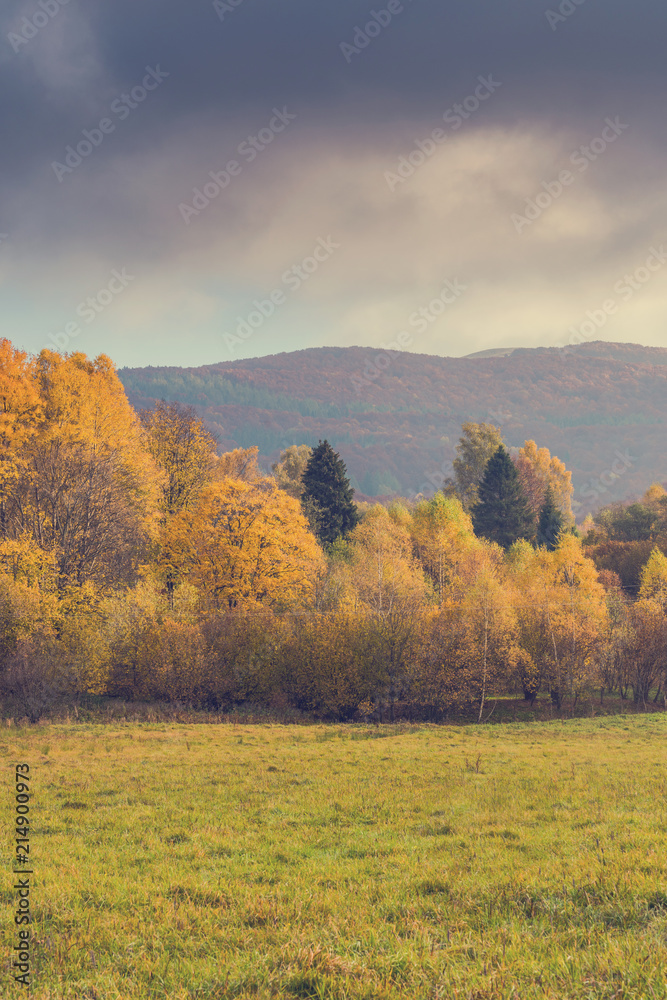 Fototapeta premium Yellow and orange foliage on trees in autumn