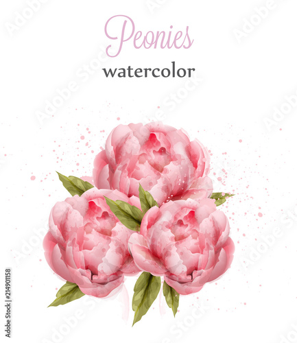Watercolor pink peonies isolated Vector. Beautiful floral decors