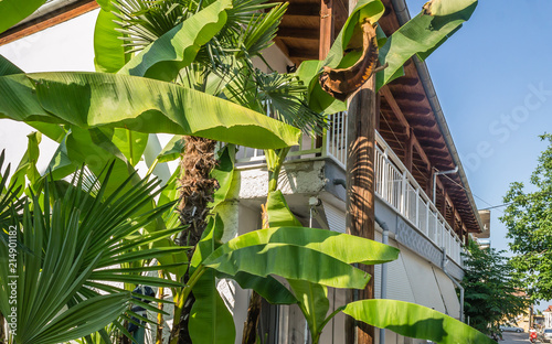 Leptokarya, Greece - June 09, 2018: The plant bananas in Greek backyard  photo