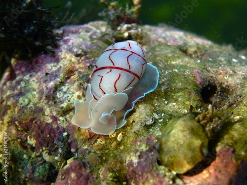 Red Lined Bubble Snail-Bullina Lineata in Sydney, Australia photo