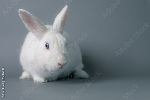 Gorgeous white baby bunny rabbit with huge ears on a seamless gray background