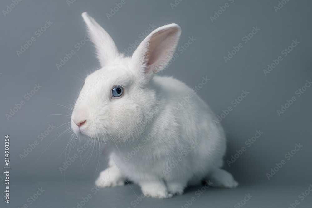 Gorgeous white baby bunny rabbit with huge ears on a seamless gray background