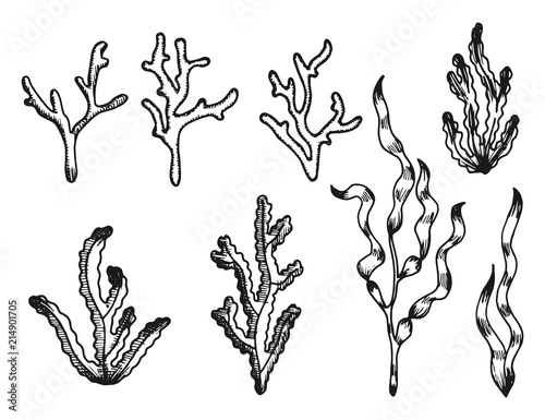 seaweed sketch vintage isolated on white background.