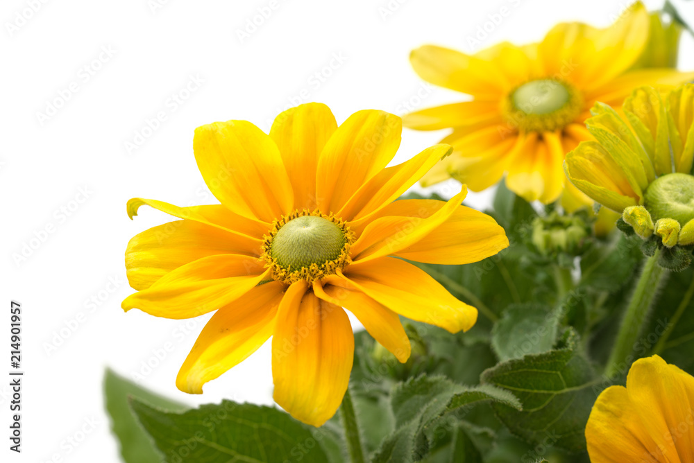 Fototapeta premium Rudbeckia nitida