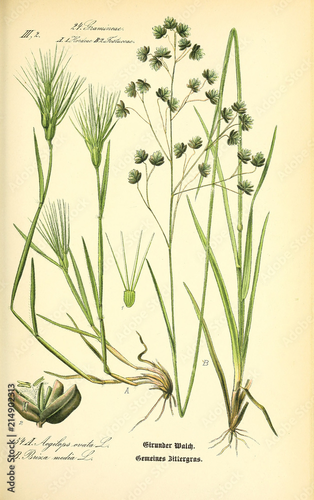 Obraz premium Illustration of plant