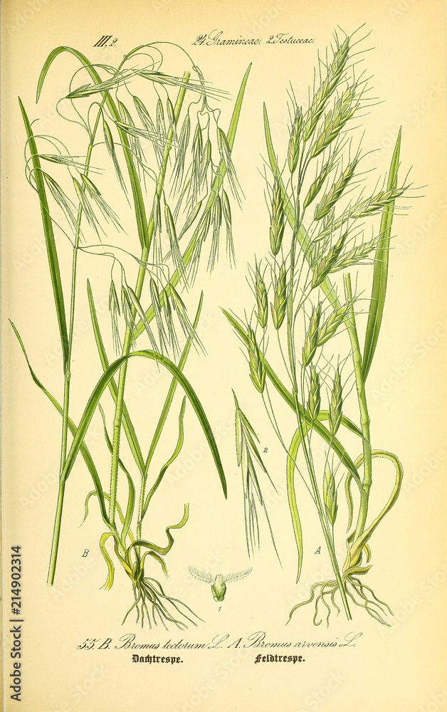 Obraz premium Illustration of plant