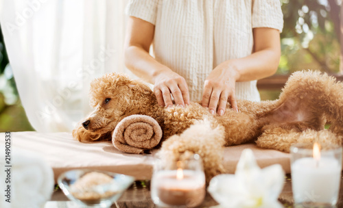 Woman giving body massage to a dog. Spa still life with aromatic candles, flowers and towel. 