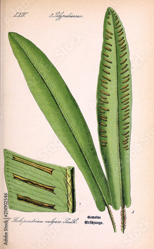 Illustration of plant