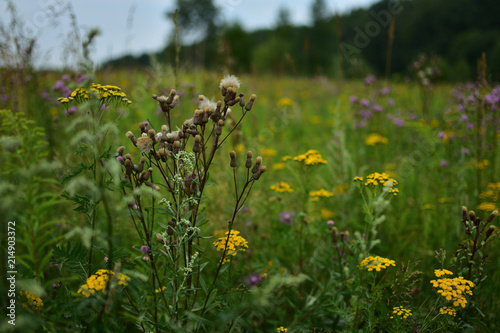 Meadow grass and cornflowers, summer landscape