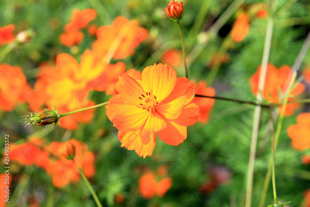 summer riot of flowers summer riot of flowers