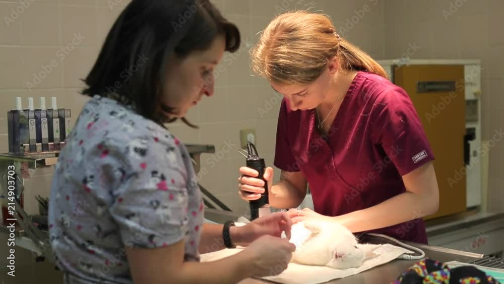 Animal treatment. Transmission of the virus COVID 19 through pets. Rabbit on the operating table. Eye treatment. Two young women prepare the animal for surgery. Animal treatment. Transmission of the virus COVID 19 through pets. Rabbit on the operating table. Eye treatment. Two young women prepare the animal for surgery.