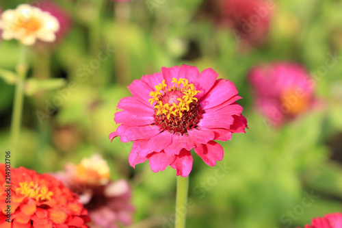 summer riot of flowers