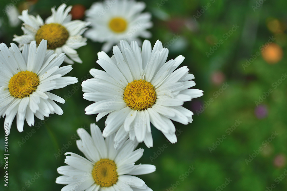 White Camomiles on a blurred background White Camomiles on a blurred background