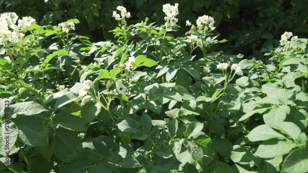 High potato bushes with flowers grow in garden stock footage video High potato bushes with flowers grow in garden stock footage video