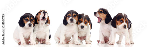 Photos Six beautiful beagle puppies