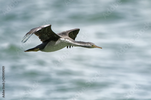 Spotted Shag - Stictocarbo punctatus - parekareka - flying, species of cormorant endemic to New Zealand.